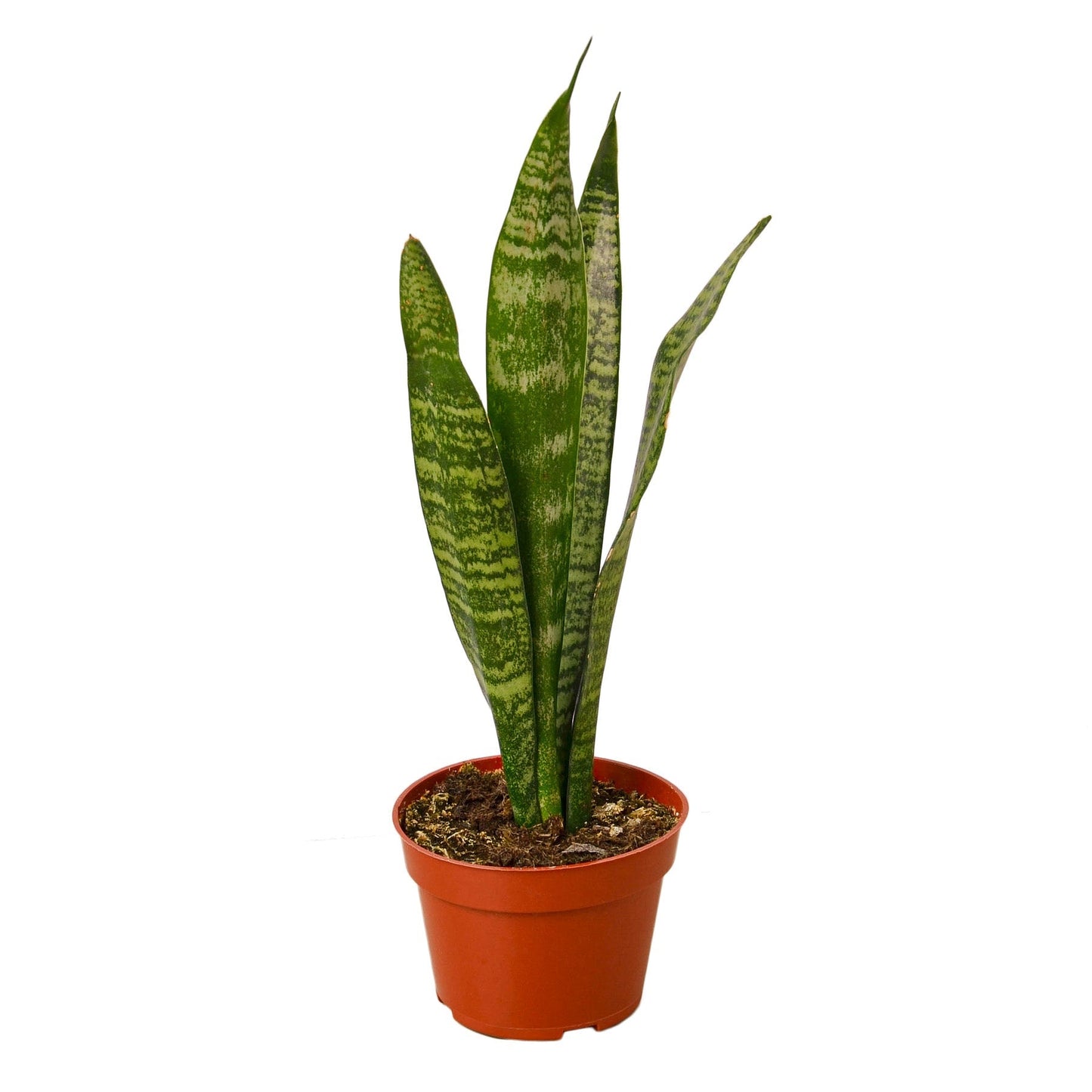 Snake Plant 'Zeylanica' - 4" Pot - NURSERY POT ONLY - One Beleaf Away Plant Studio