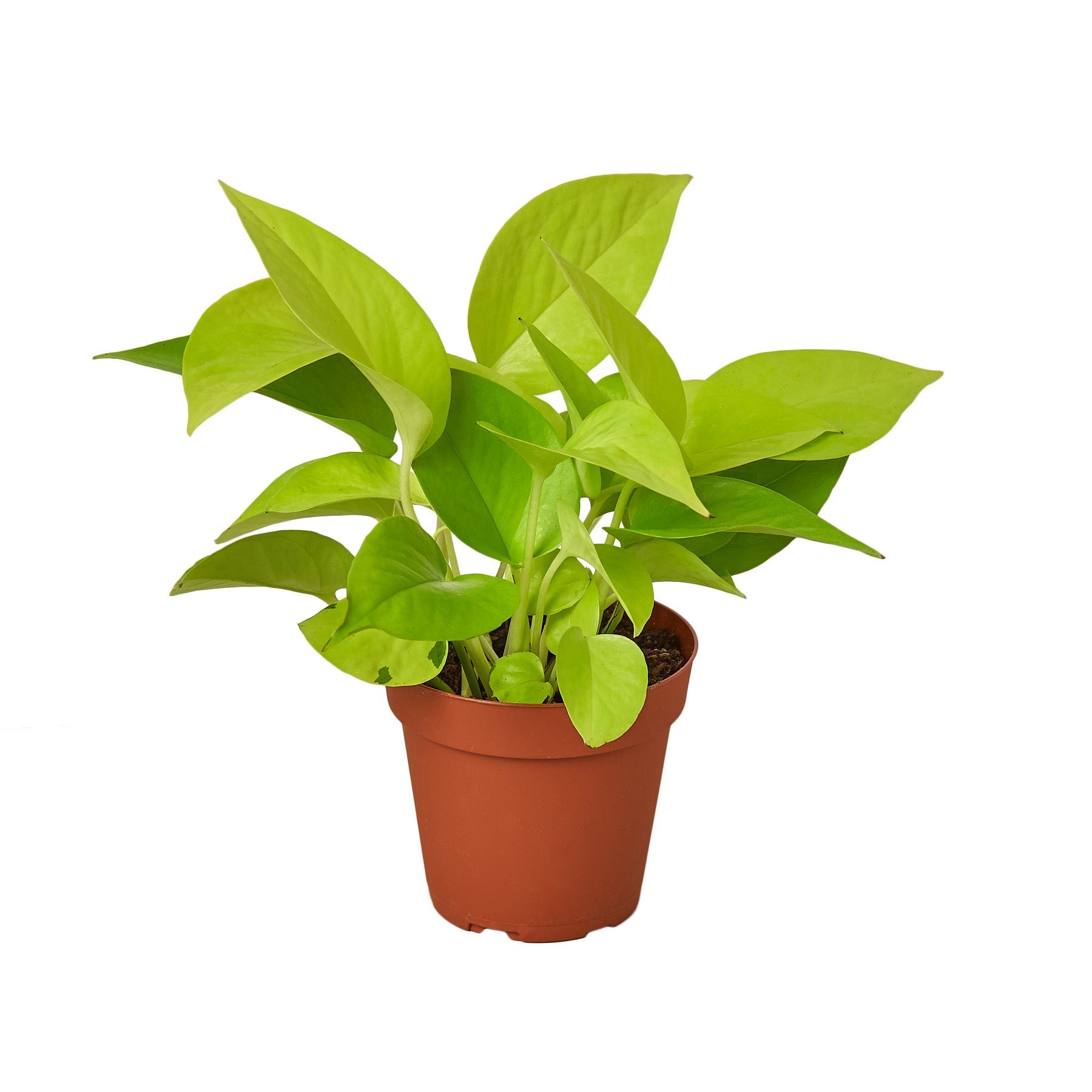 4 inch pothos plant Pothos 'Neon' Live Plant, 4" Pot