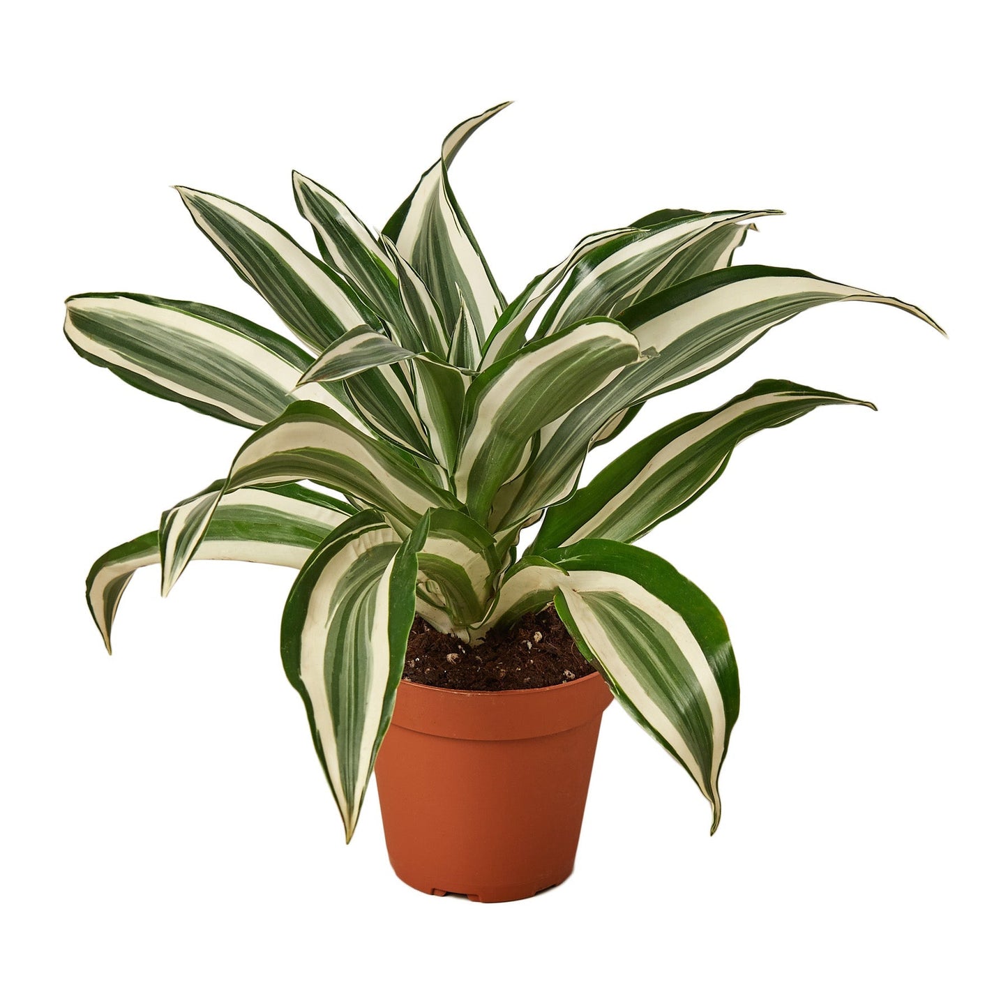 Dracaena 'Warneckii White Jewel' - 4" Pot - NURSERY POT ONLY - One Beleaf Away Plant Studio
