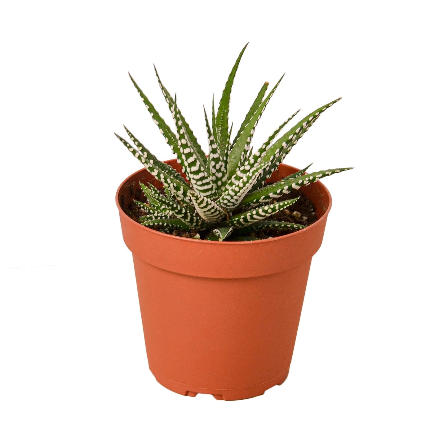 Zebra Succulent - 4" Pot - NURSERY POT ONLY - One Beleaf Away Plant Studio