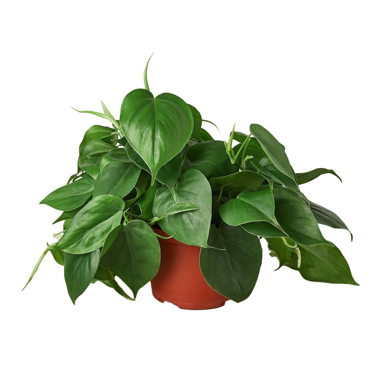 Philodendron Cordatum Heartleaf - 6" Pot - NURSERY POT ONLY - One Beleaf Away Plant Studio