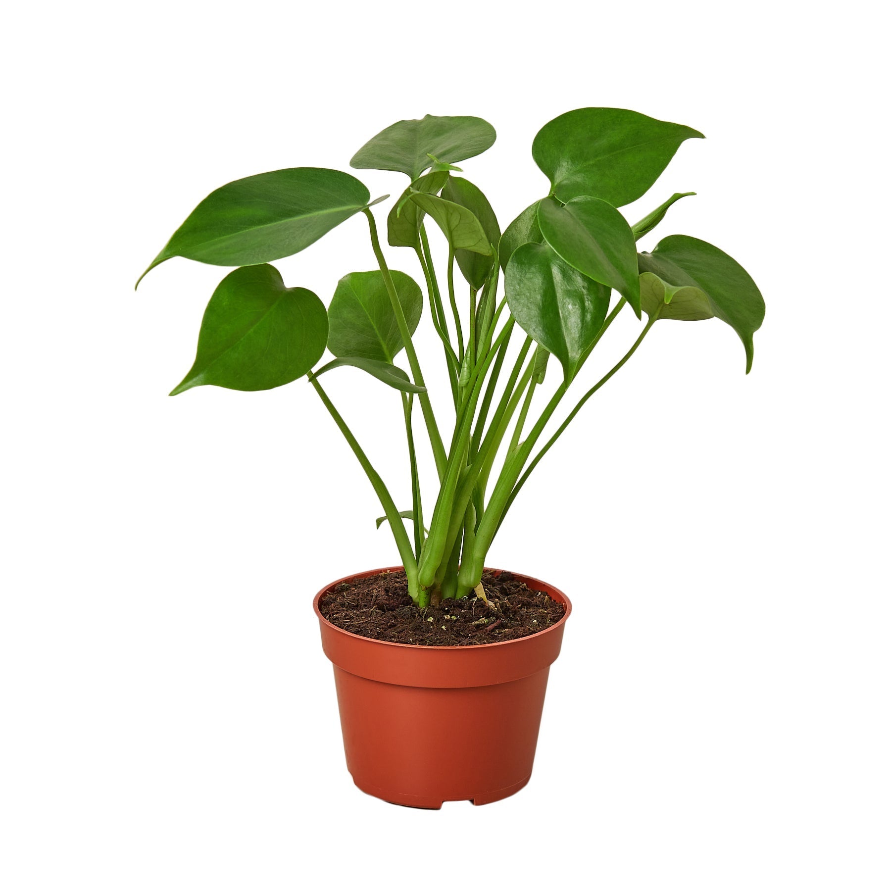 anthurium monstera Monstera 'Split-Leaf' 4" Pot / Nursery Pot