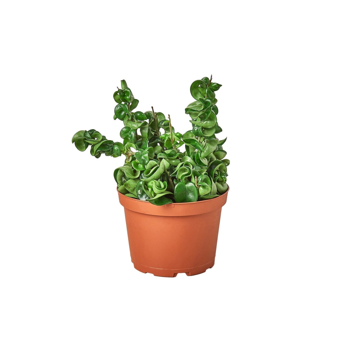 Hoya Rope Plant - 6" Pot - NURSERY POT ONLY - One Beleaf Away Plant Studio