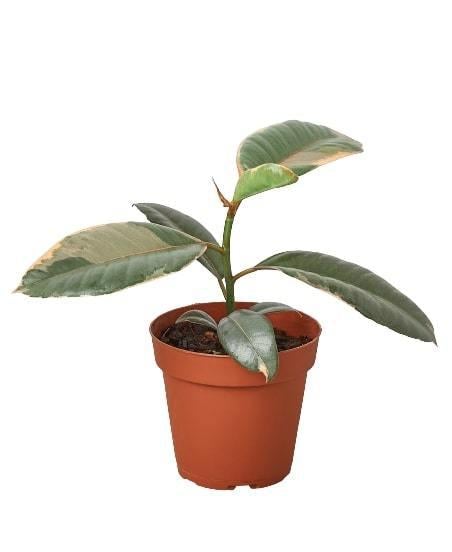 Ficus Elastica 'Ruby Pink' - 4" Pot - NURSERY POT ONLY - One Beleaf Away Plant Studio