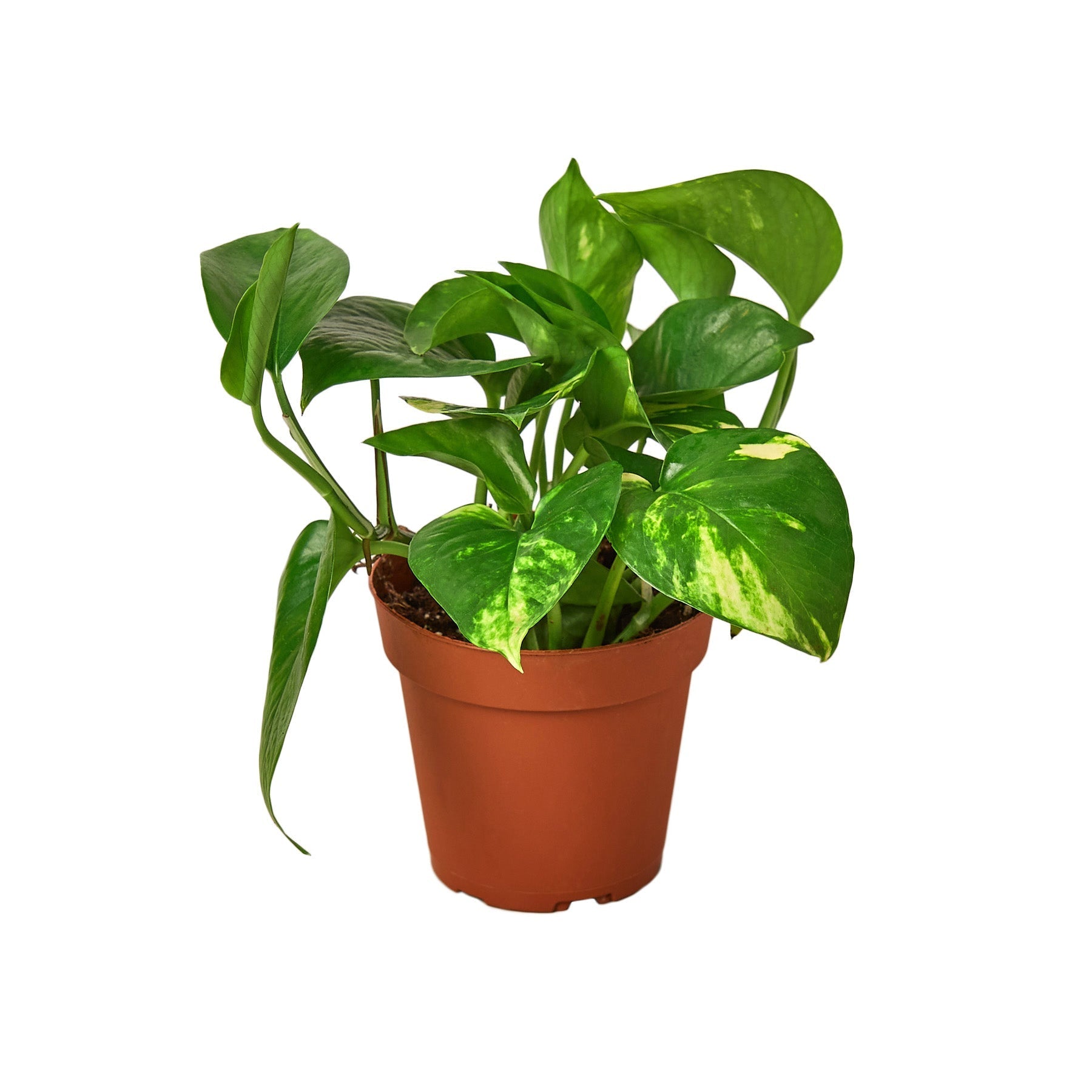 pothos plant sale The Snobby Leaf | Pothos 'Golden' - 4 inch Nursery Pot