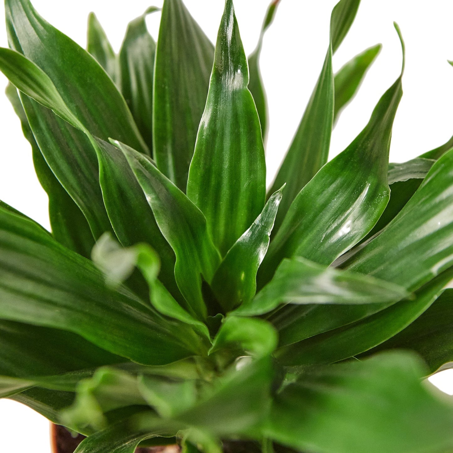 Dracaena 'Janet Craig' - 6" Pot - NURSERY POT ONLY - One Beleaf Away Plant Studio