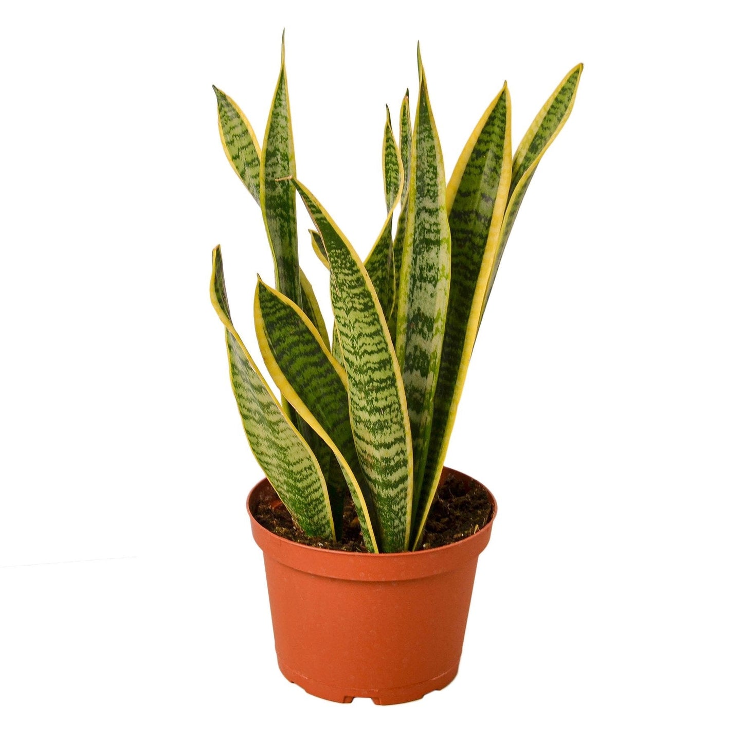 Snake Plant Laurentii - 6" Pot - NURSERY POT ONLY - One Beleaf Away Plant Studio