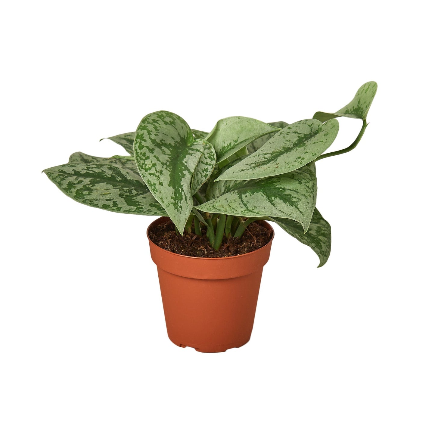 Scindapsus pictus 'Exotica' - 4" Pot - NURSERY POT ONLY - One Beleaf Away Plant Studio