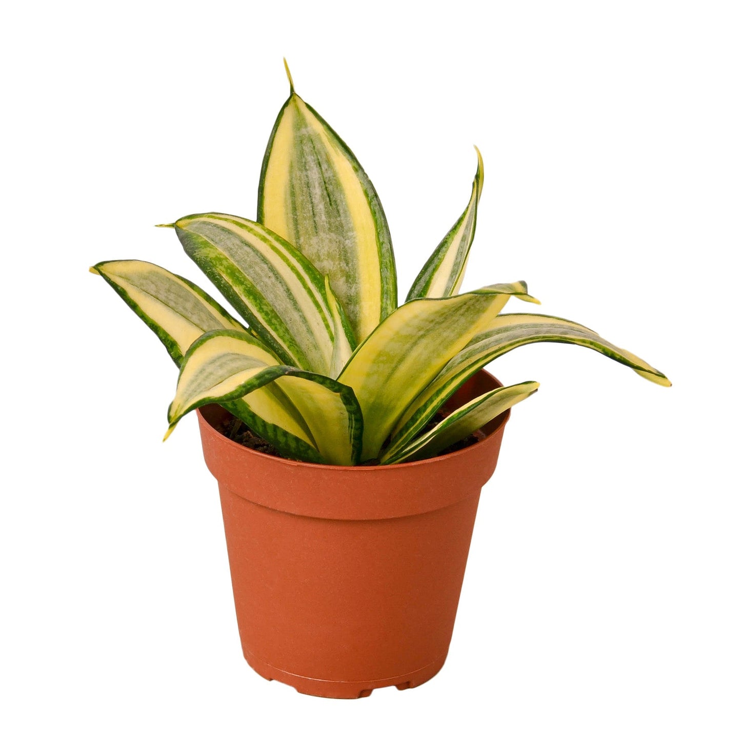 Snake Plant Gold Hahnii - 4" Pot - NURSERY POT ONLY - One Beleaf Away Plant Studio