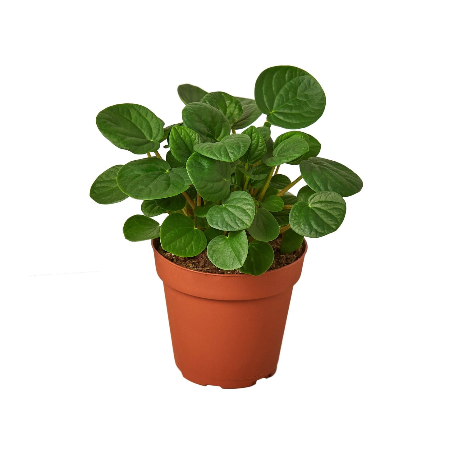 Peperomia 'Rana Verde' - 4" Pot - NURSERY POT ONLY - One Beleaf Away Plant Studio
