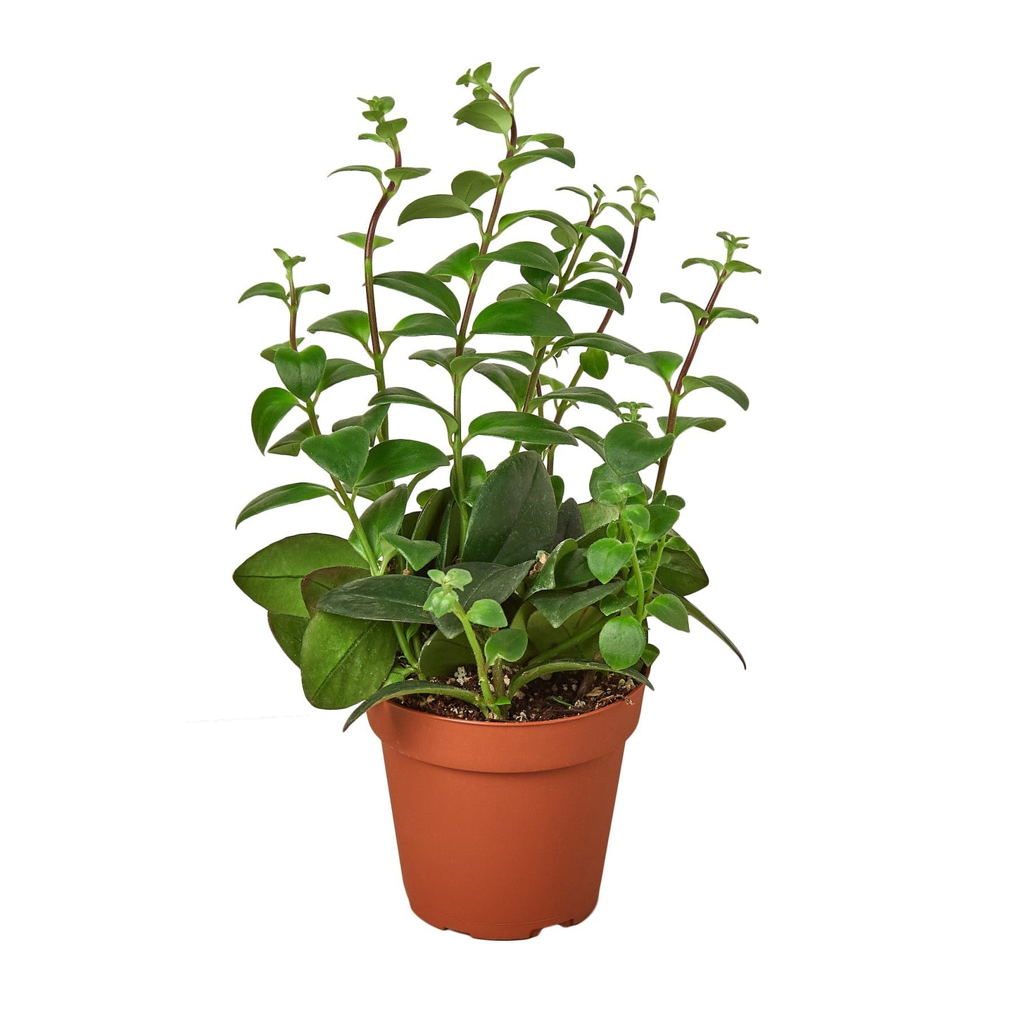 Lipstick Plant - 4" Pot - NURSERY POT ONLY - One Beleaf Away Plant Studio