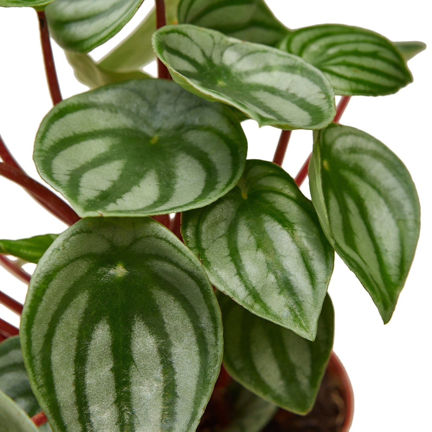 Peperomia Watermelon - 6" Pot - NURSERY POT ONLY - One Beleaf Away Plant Studio