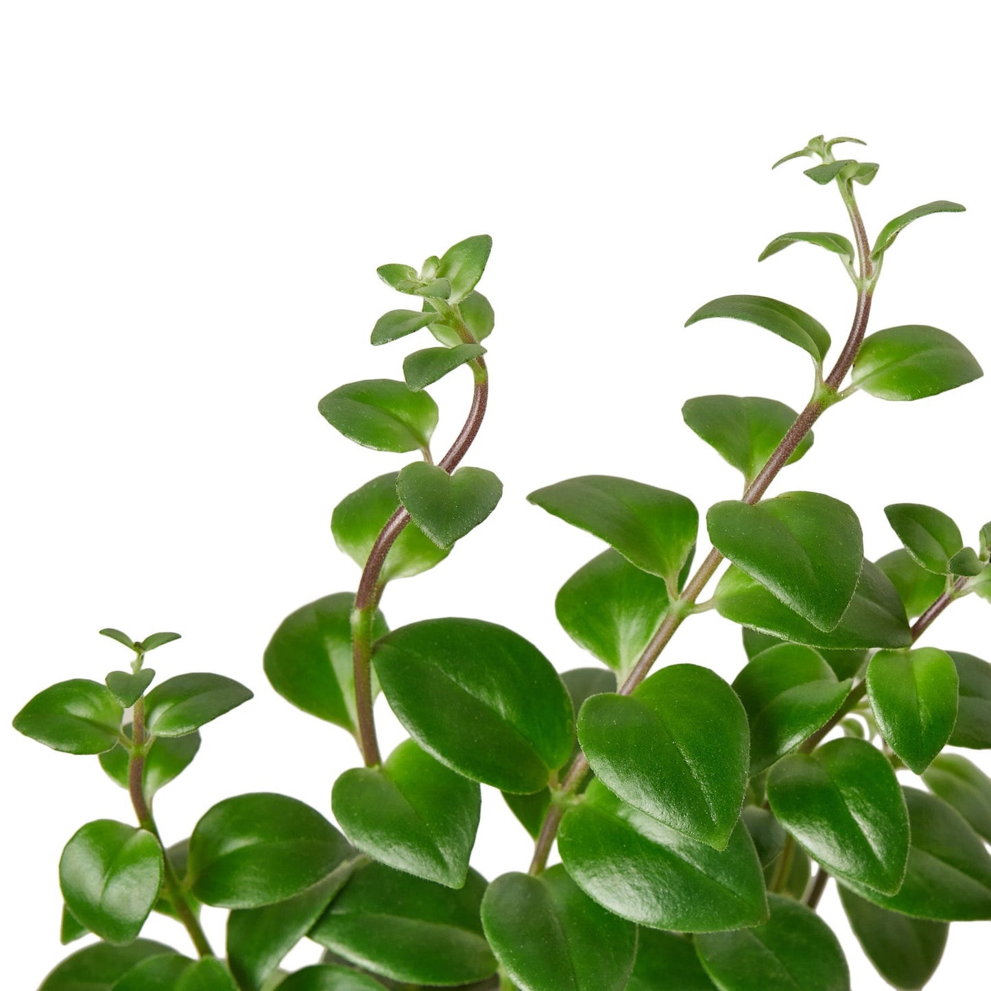 Lipstick Plant - 6" Pot - NURSERY POT ONLY - One Beleaf Away Plant Studio