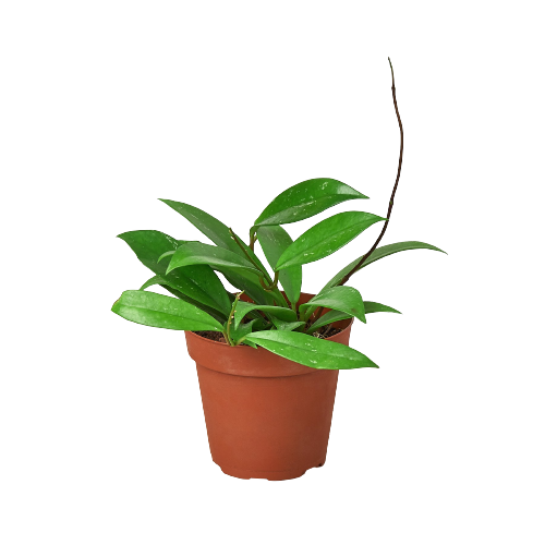Hoya 'Publicalyx' - 4" Pot - NURSERY POT ONLY - One Beleaf Away Plant Studio