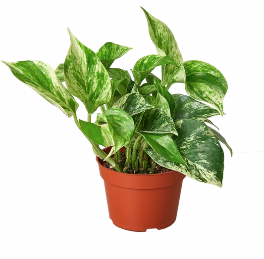 Why the Pothos Plant is Winning over Households