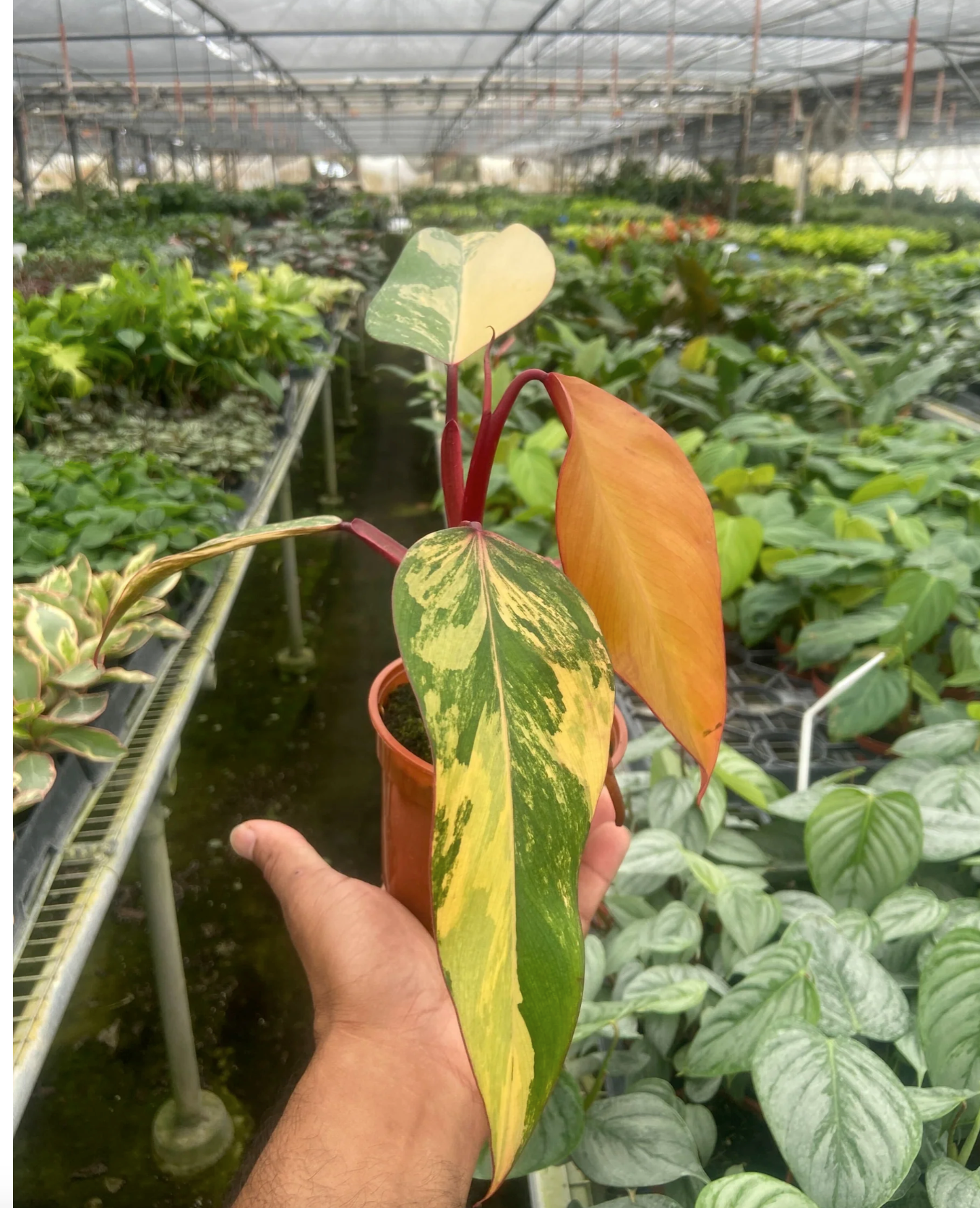 Philodendron 'Strawberry Shake'