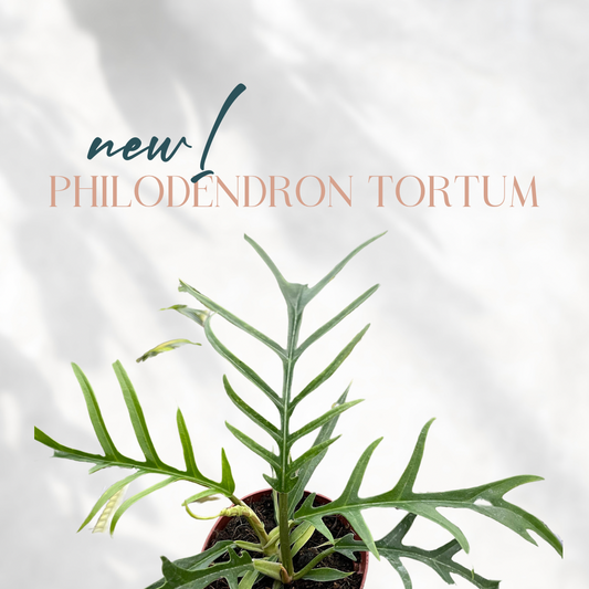 Philodendron Tortum