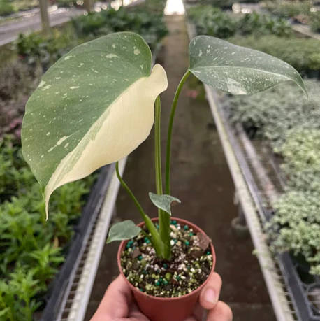 Monstera 'Thai Constellation' (growers choice)