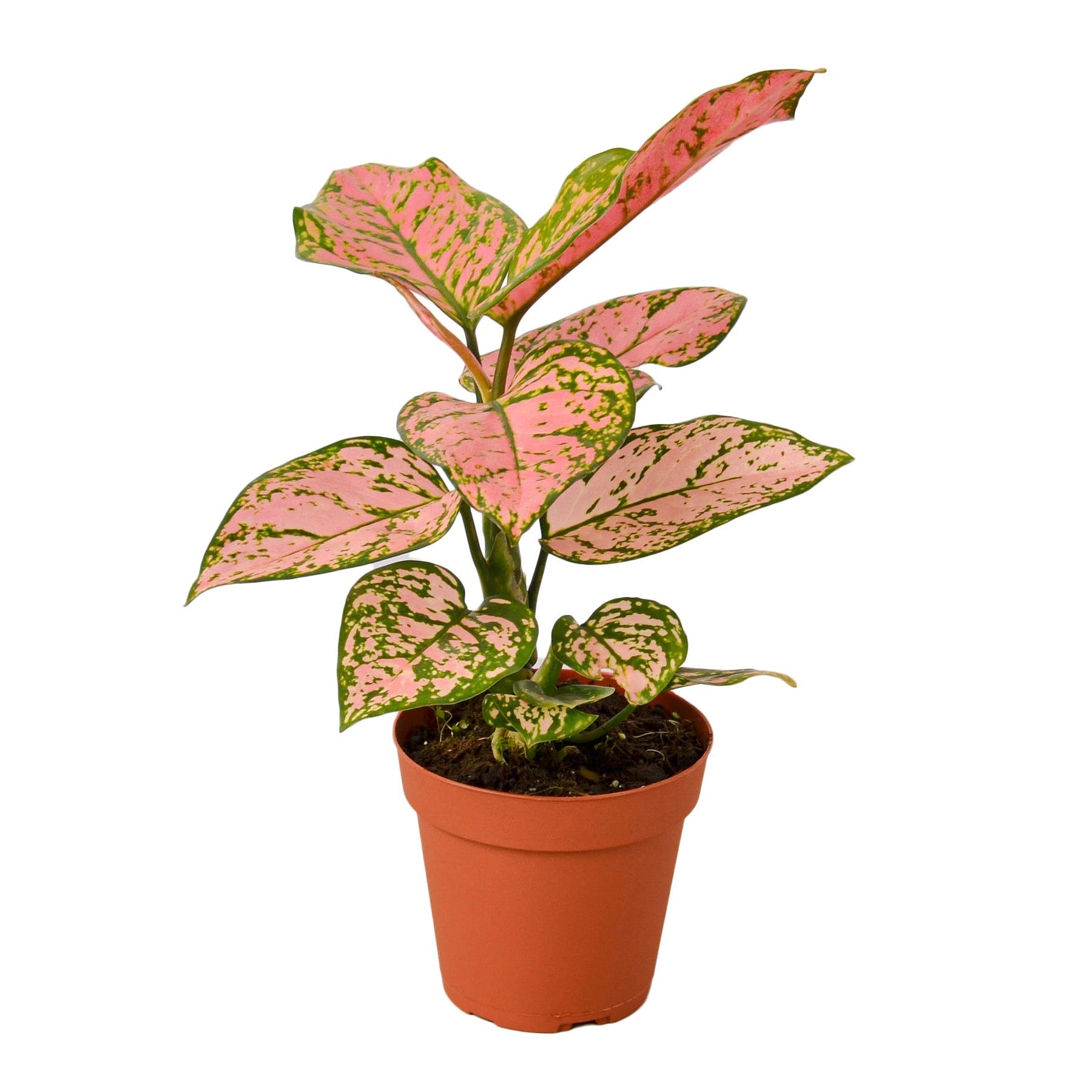Chinese Evergreen 'Lady Valentine' - 4" Pot - NURSERY POT ONLY - One Beleaf Away Plant Studio