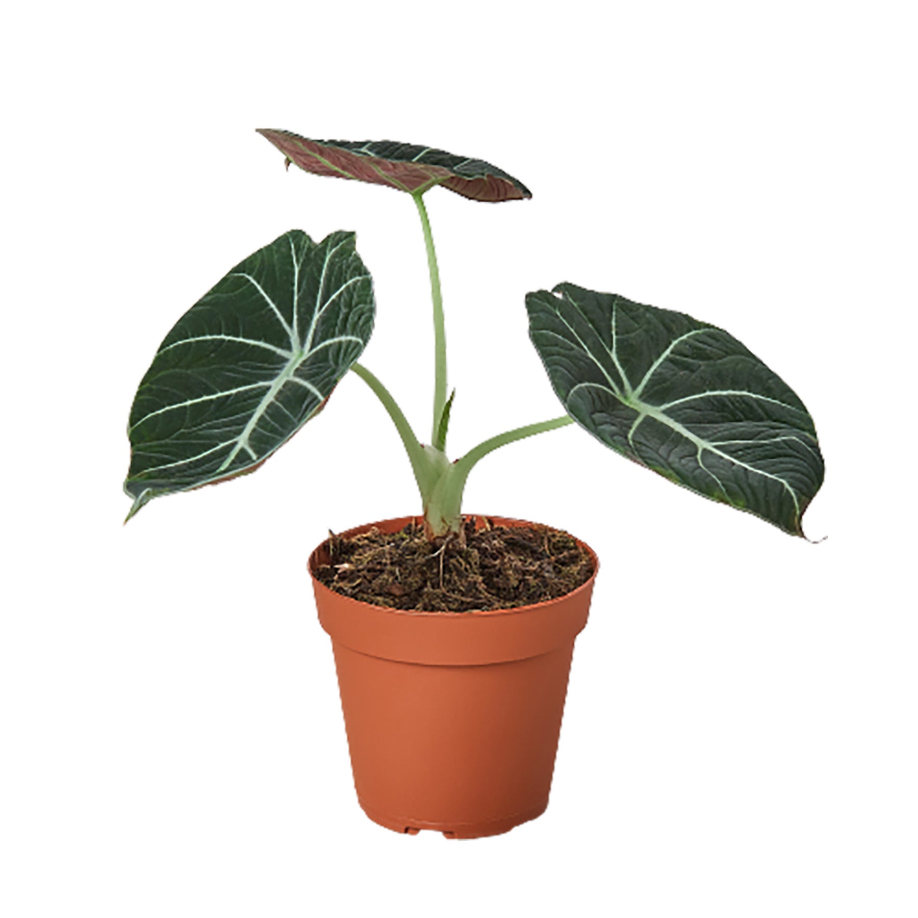 Alocasia Reginula 'Black Velvet' - 4" Pot - NURSERY POT ONLY - One Beleaf Away Plant Studio