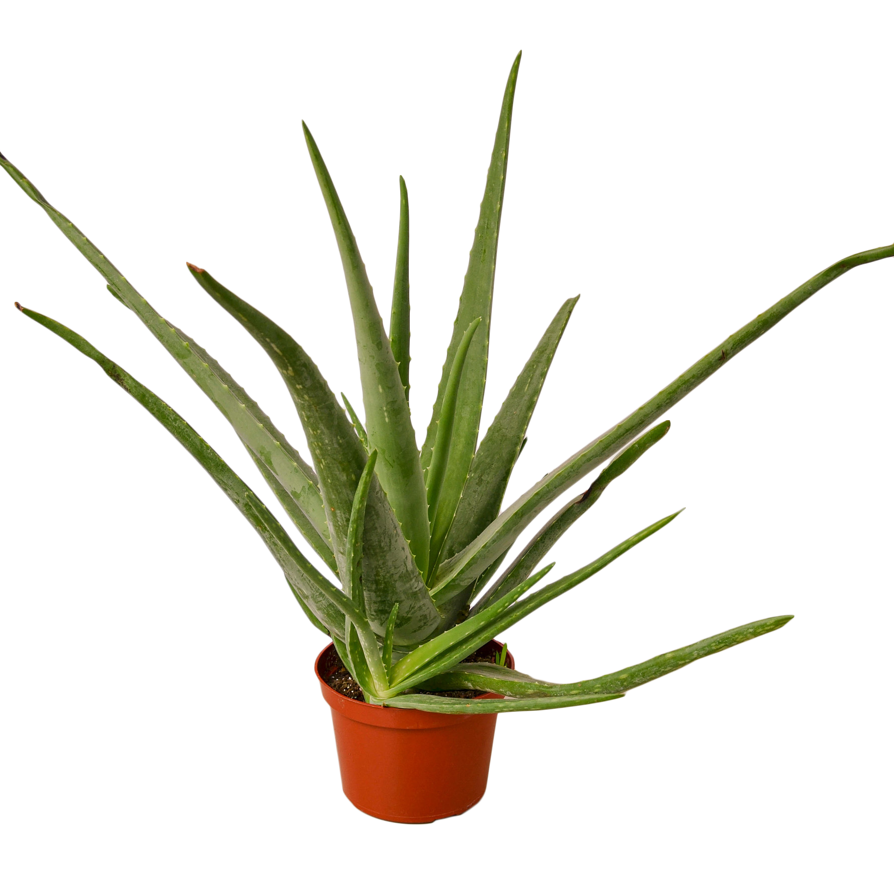 Aloe Vera - 6" Pot - NURSERY POT ONLY - One Beleaf Away Plant Studio