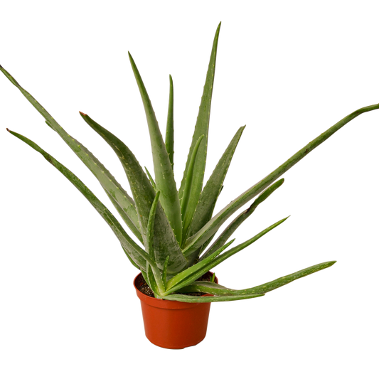 Aloe Vera - 6" Pot - NURSERY POT ONLY - One Beleaf Away Plant Studio