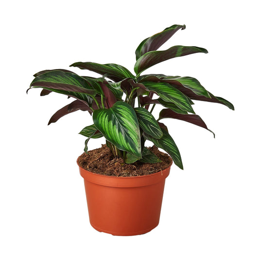 Calathea 'Beauty Star' - 6" Pot - NURSERY POT ONLY - One Beleaf Away Plant Studio