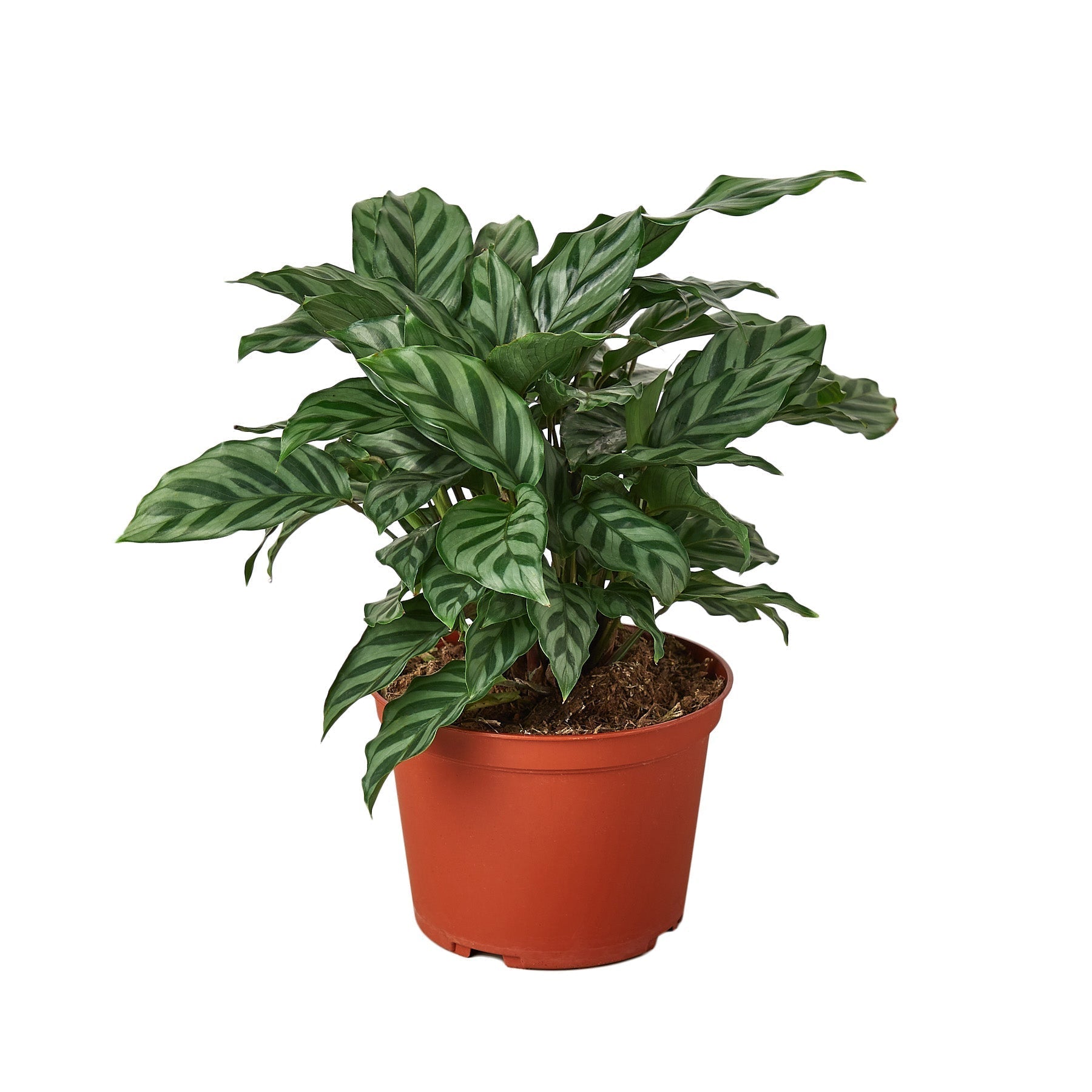 Calathea Concinna 'Freddie' - 6" Pot - NURSERY POT ONLY - One Beleaf Away Plant Studio
