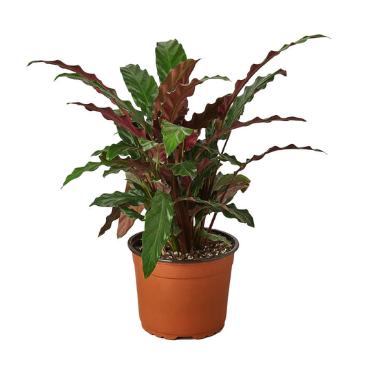 Calathea Rufibarba 'Furry Feather' - 6" Pot - NURSERY POT ONLY - One Beleaf Away Plant Studio