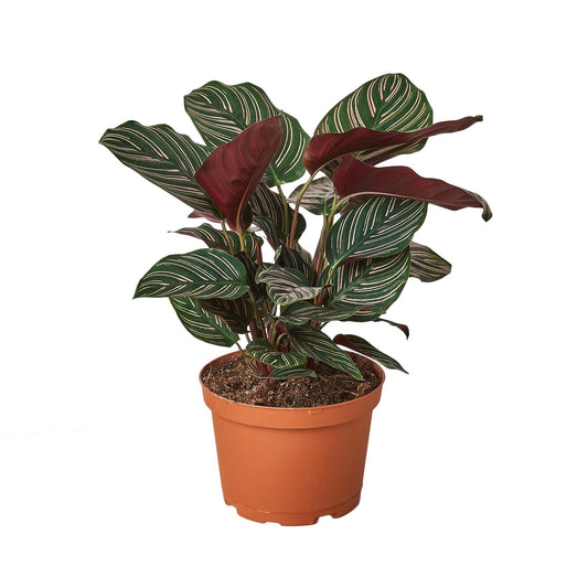 Calathea 'Ornata' - 6" Pot - NURSERY POT ONLY - One Beleaf Away Plant Studio