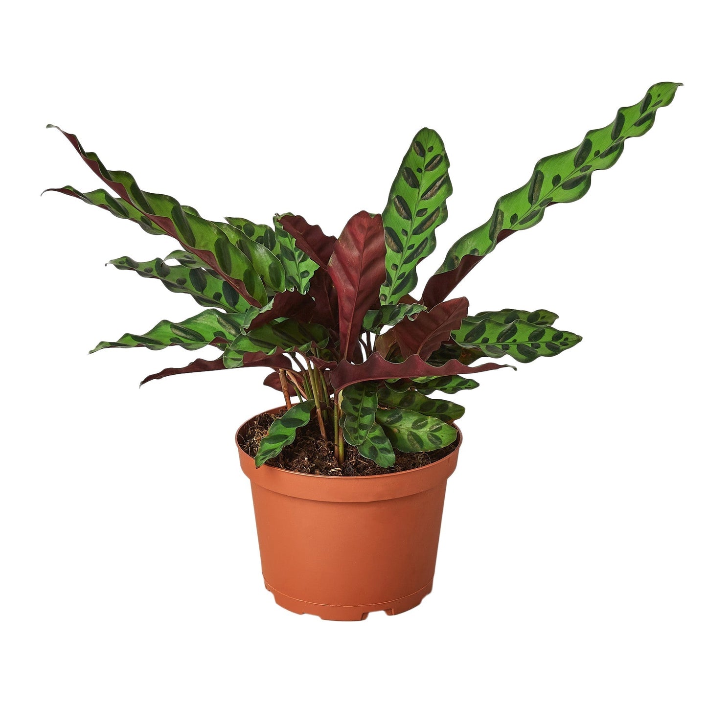 Calathea Lancifolia 'Rattlesnake' - 6" Pot - NURSERY POT ONLY - One Beleaf Away Plant Studio