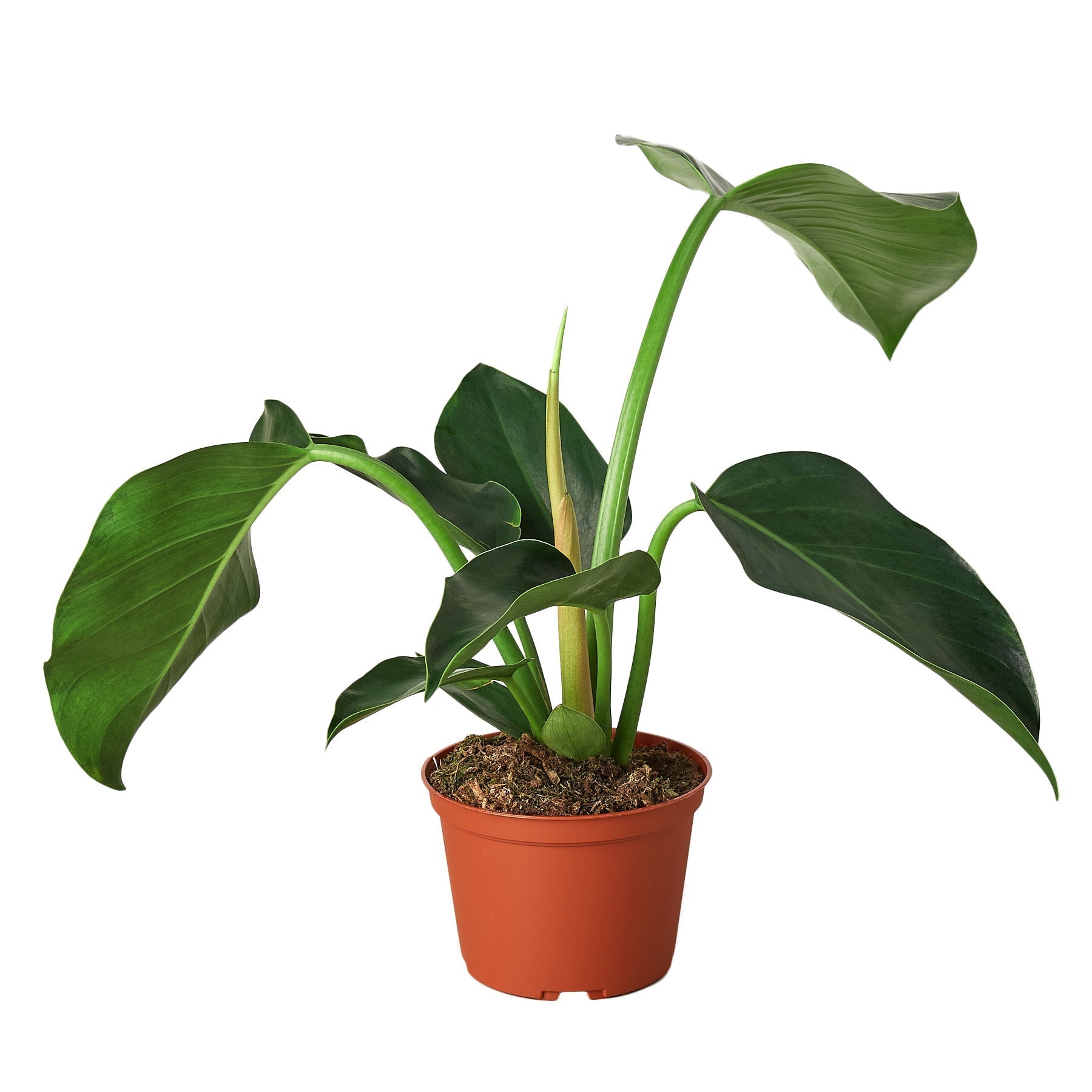 Philodendron 'Congo Green' - 4" Pot - NURSERY POT ONLY - One Beleaf Away Plant Studio