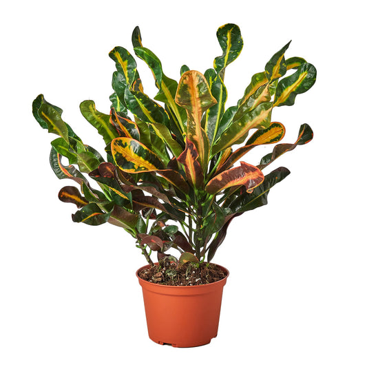 Croton 'Mammy' - 6" Pot - NURSERY POT ONLY - One Beleaf Away Plant Studio