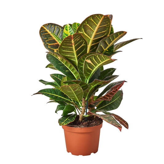 Croton Petra 'Joseph's Coat' - 6" Pot - NURSERY POT ONLY - One Beleaf Away Plant Studio