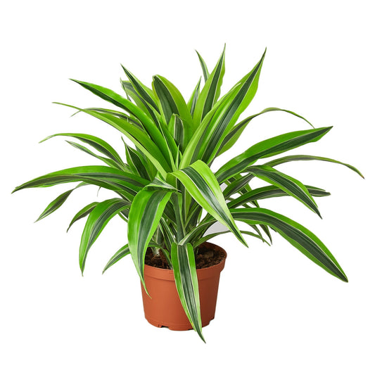 Dracaena Deremensis 'Lemon Surprise' - 6" Pot - NURSERY POT ONLY - One Beleaf Away Plant Studio