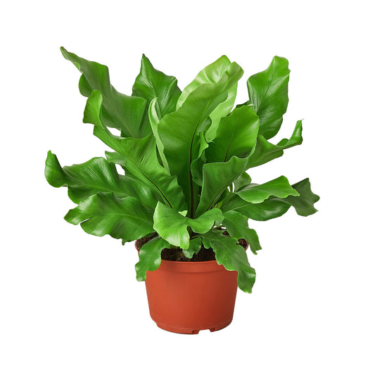 Bird's Nest 'Nidus' Fern - 6" Pot - NURSERY POT ONLY - One Beleaf Away Plant Studio