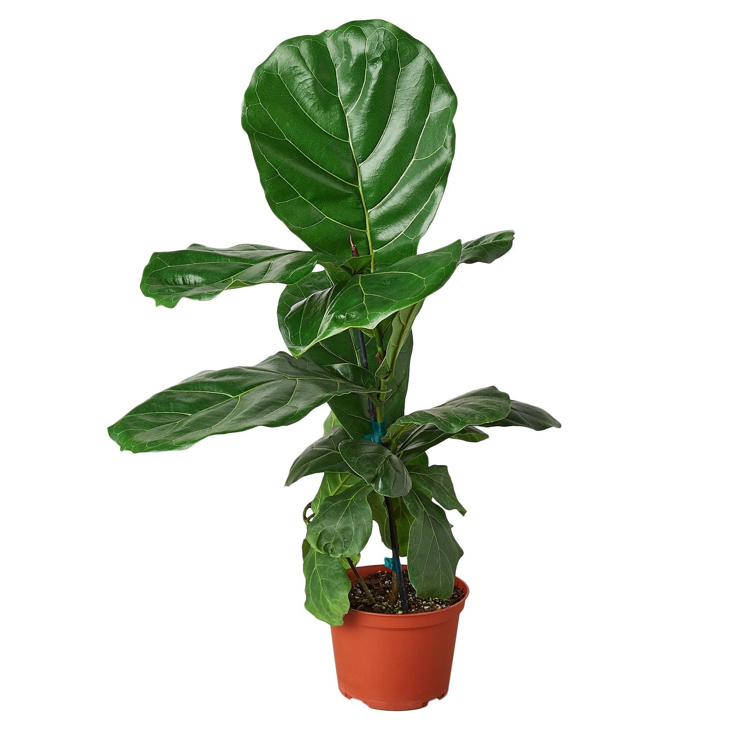 Ficus Lyrata 'Fiddle Leaf Fig' - 6" Pot - NURSERY POT ONLY - One Beleaf Away Plant Studio