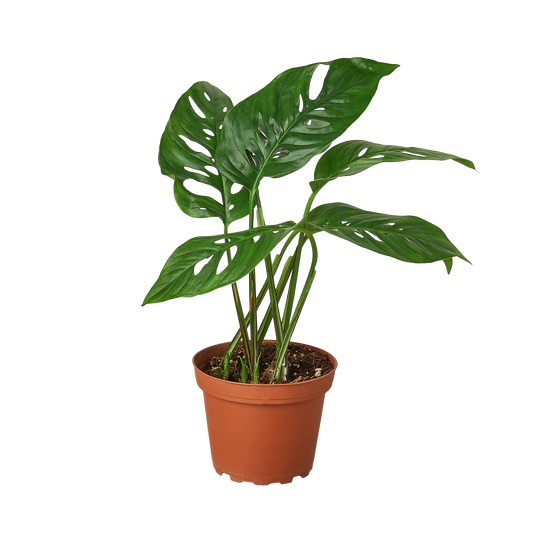 Monstera Adansonii 'Swiss Cheese' - 4" Pot - NURSERY POT ONLY - One Beleaf Away Plant Studio