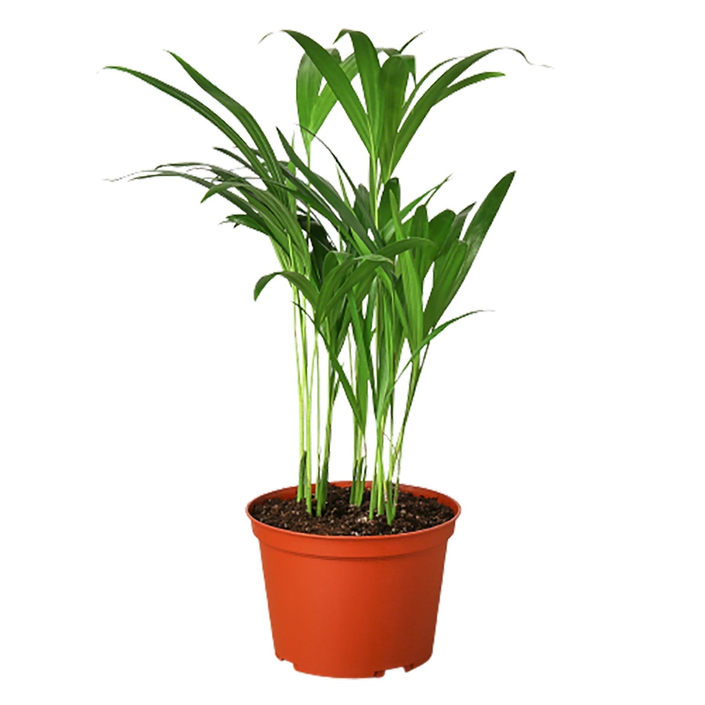 Areca Palm - 6" Pot - NURSERY POT ONLY - One Beleaf Away Plant Studio