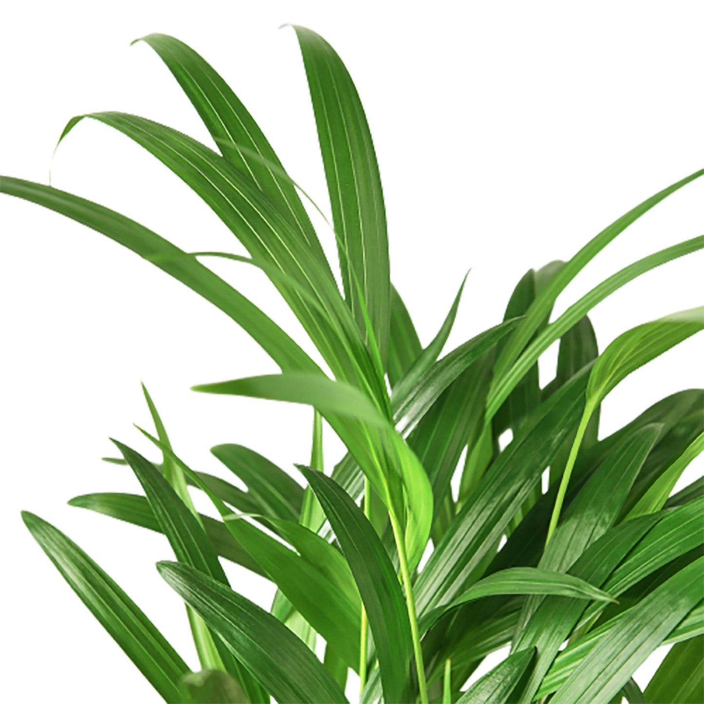 Areca Palm - 4" Pot - NURSERY POT ONLY - One Beleaf Away Plant Studio