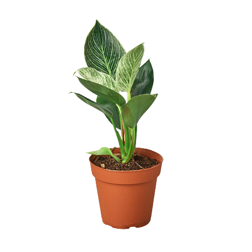 Philodendron 'Birkin' - 4" Pot - NURSERY POT ONLY - One Beleaf Away Plant Studio