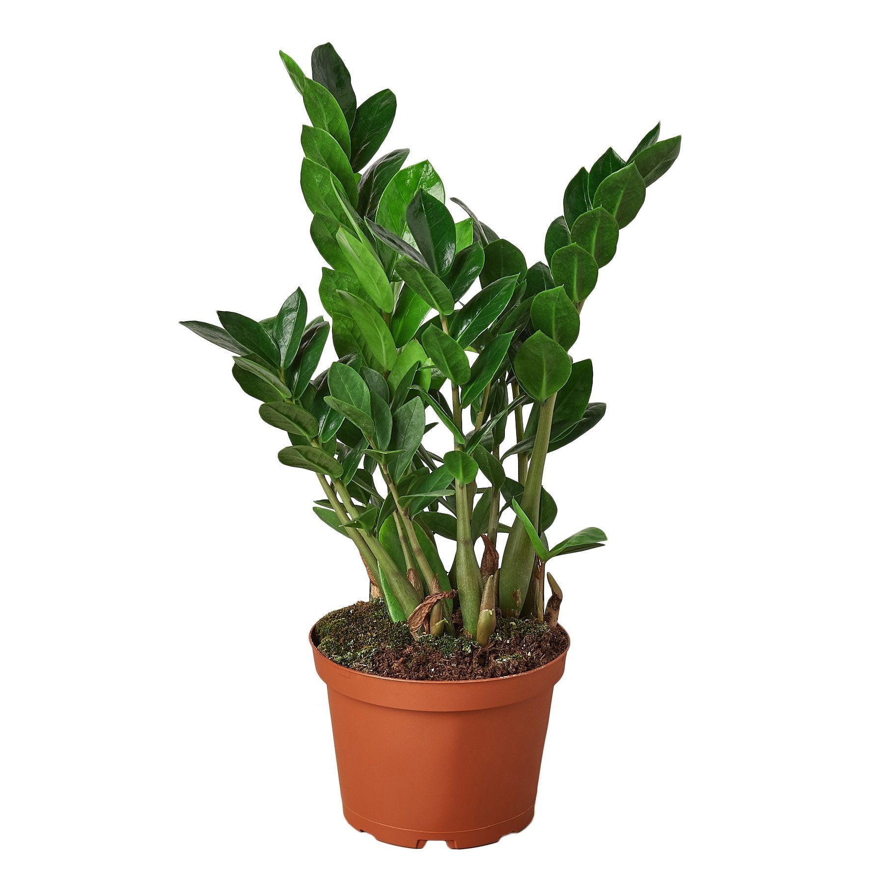 Zamioculcas Zamiifolia ZZ - 6" Pot -  NURSERY POT ONLY - One Beleaf Away Plant Studio