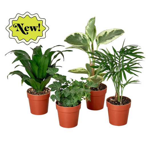 3" Tropical Plant Variety Bundle - One Beleaf Away Plant Studio