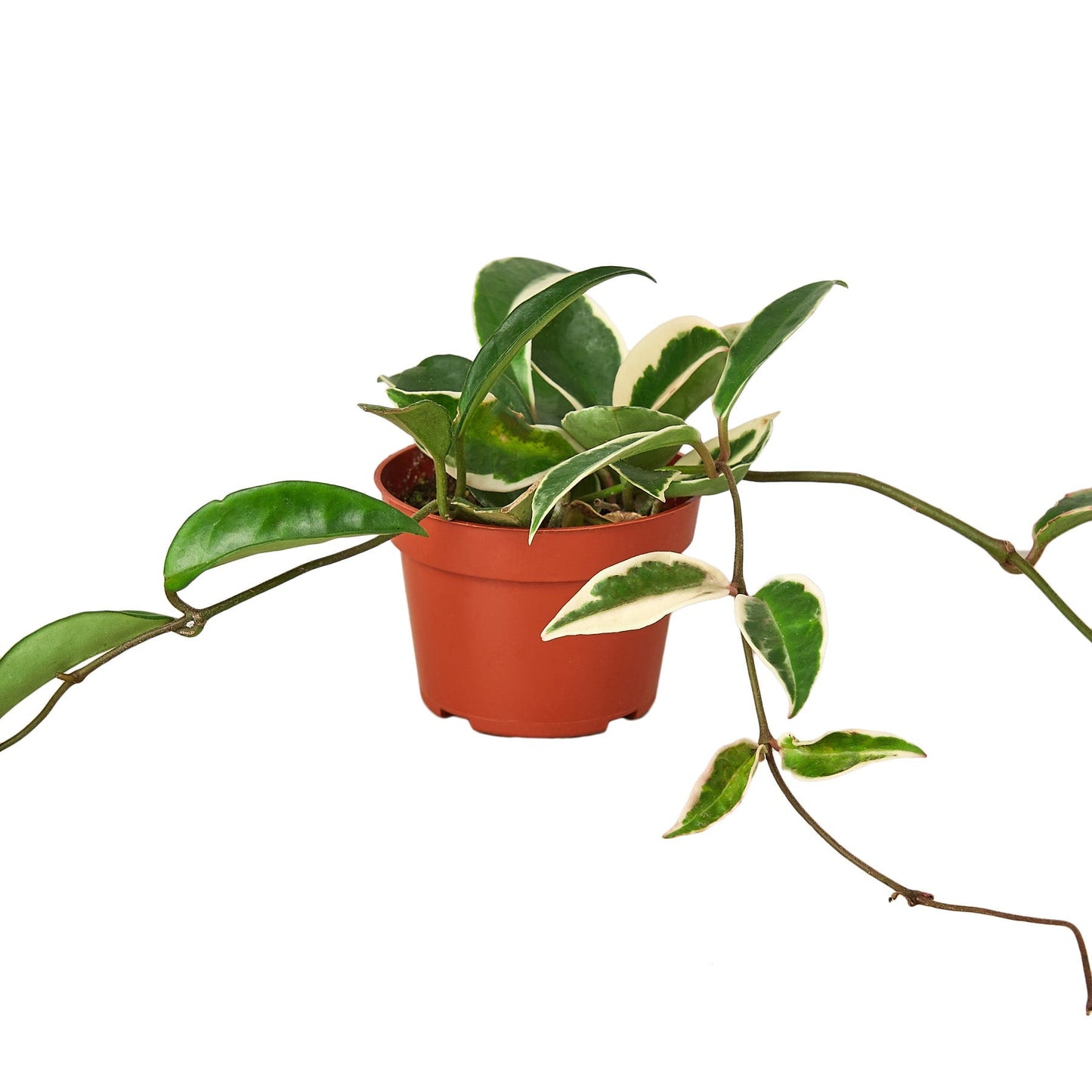 Hoya Carnosa 'Tricolor' - 4" Pot - One Beleaf Away Plant Studio