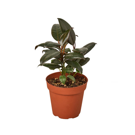 Ficus Elastica 'Burgundy' - 4" Pot - NURSERY POT ONLY - One Beleaf Away Plant Studio