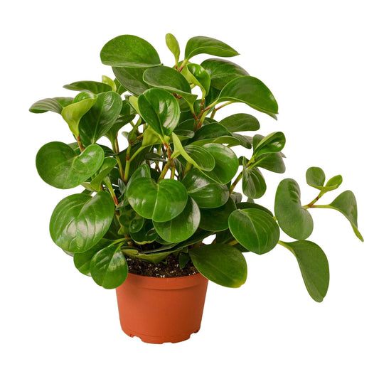 Peperomia Thailand - 6" Pot - NURSERY POT ONLY - One Beleaf Away Plant Studio