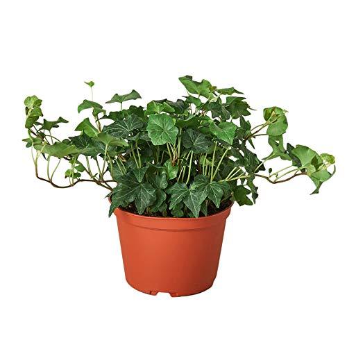 English Ivy Green California - 6" Pot - NURSERY POT ONLY - One Beleaf Away Plant Studio