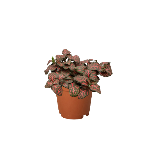 Fittonia 'Red' - One Beleaf Away Plant Studio