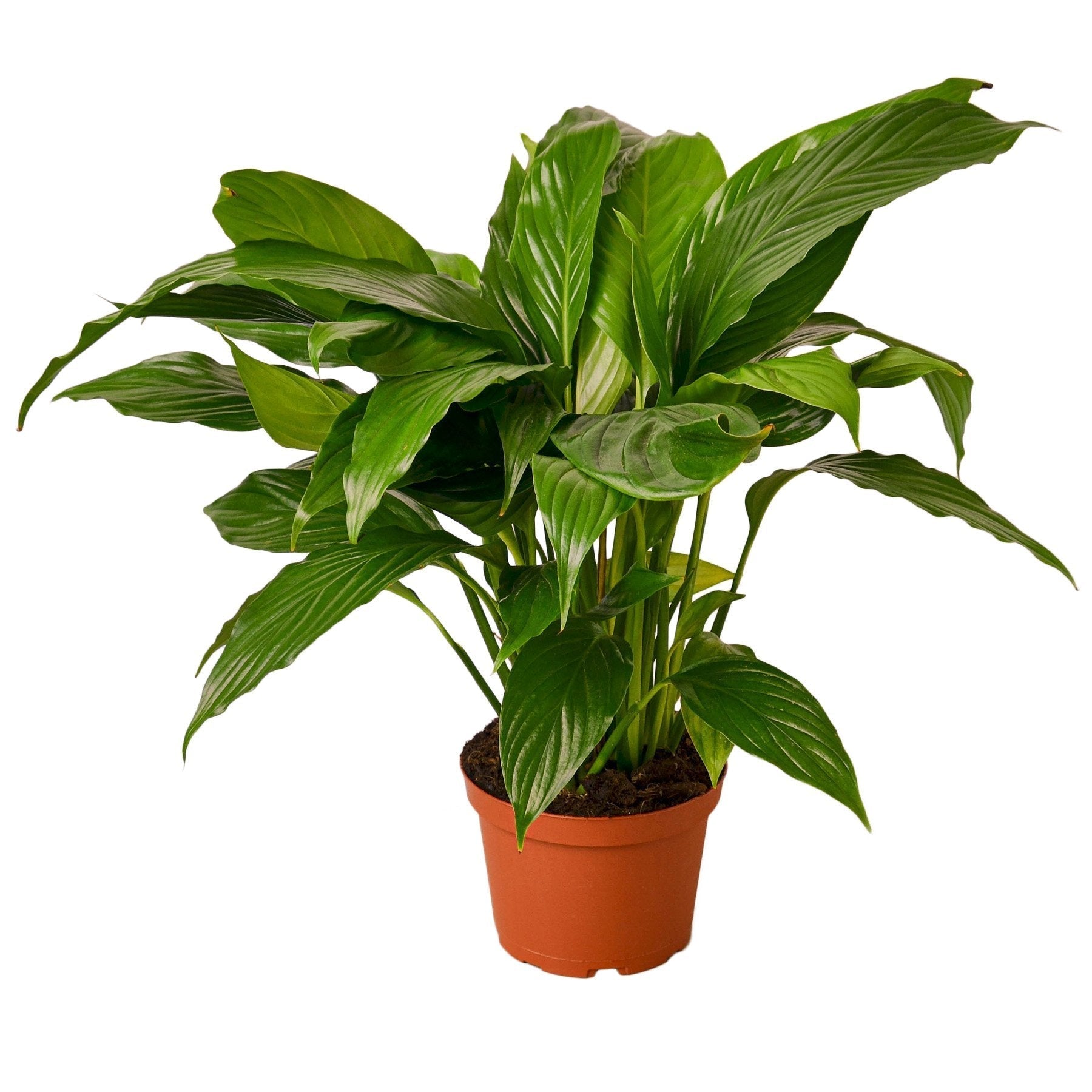 Spathiphyllum 'Peace Lily' - 6" Pot - NURSERY POT ONLY - One Beleaf Away Plant Studio