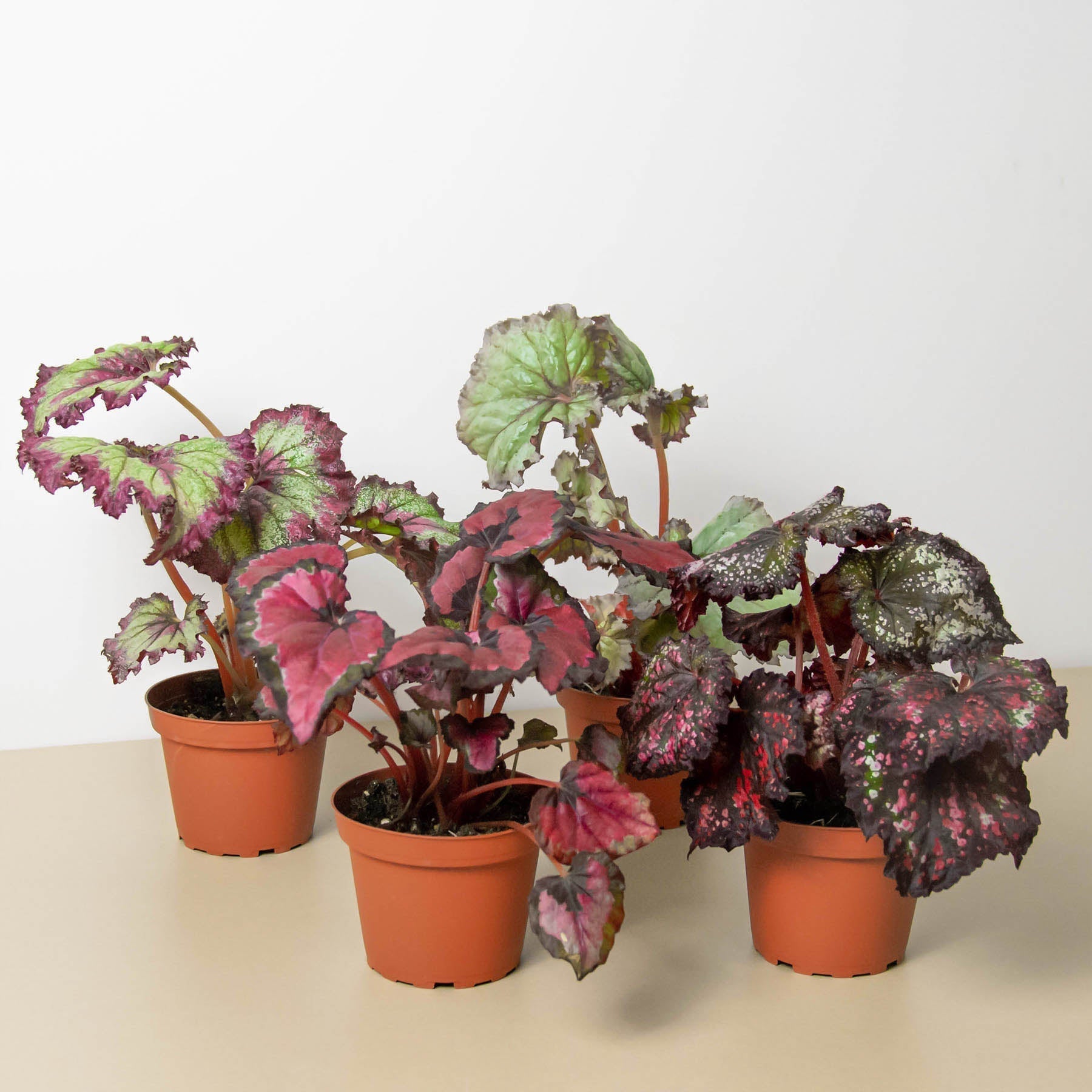 Begonia 'Rex' - 4 Pack Variety - One Beleaf Away Plant Studio